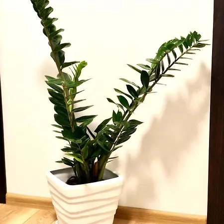 Apartment Osapart Lev 1 *